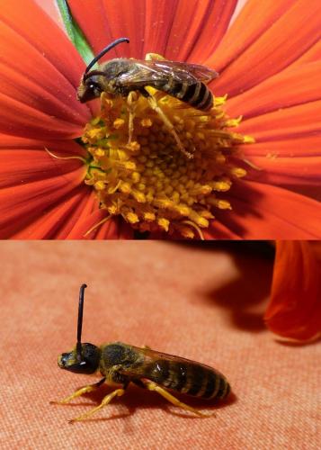 Réf. 213 222 : Halictus scabiosae